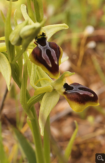 Ophrys aesculapii, Kesari.