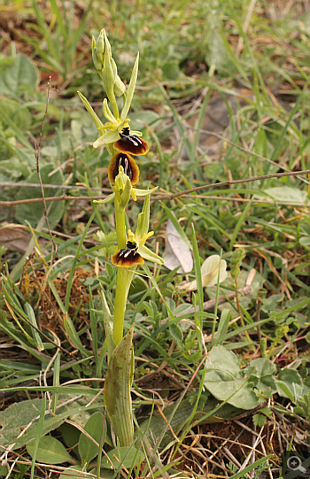 Ophrys aesculapii, Kesari.