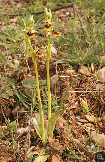 Ophrys aesculapii, Kesari.