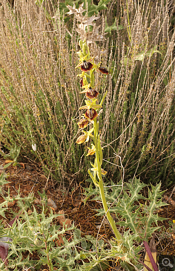 Ophrys aesculapii, Kesari.