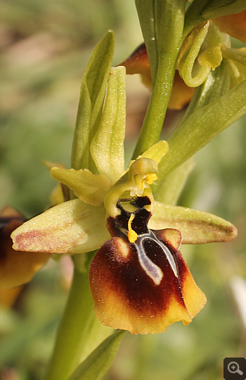 Ophrys aesculapii, Kesari.