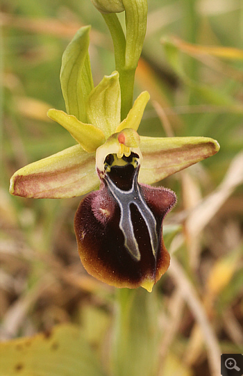 Ophrys aesculapii, Kesari.