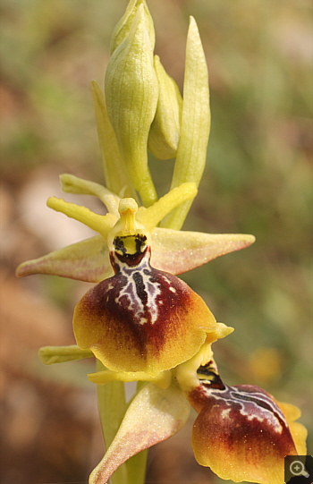 Ophrys aesculapii, Kesari.