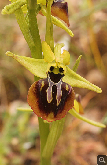 Ophrys aesculapii, Kesari.