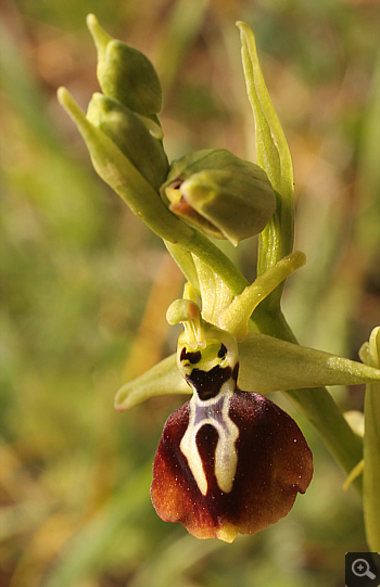 Ophrys aesculapii, Kesari.