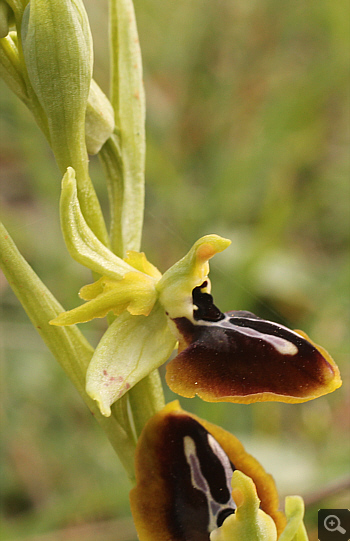 Ophrys aesculapii, Kesari.