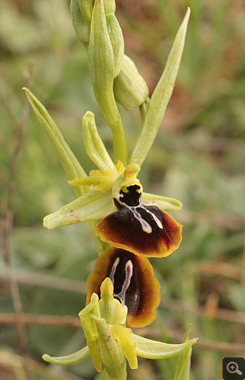 Ophrys aesculapii, Kesari.