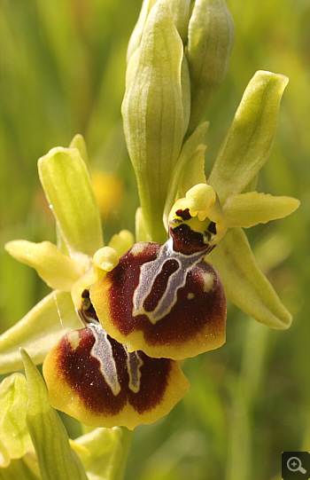 Ophrys aesculapii, Kesari.