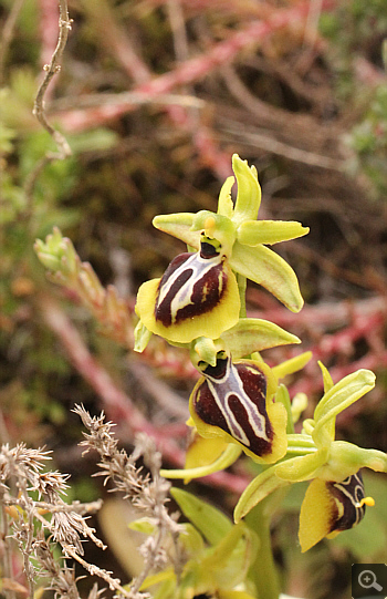 Ophrys aesculapii, Kesari.