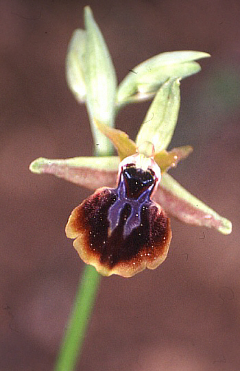 Ophrys alasiatica, Mathikoloni.