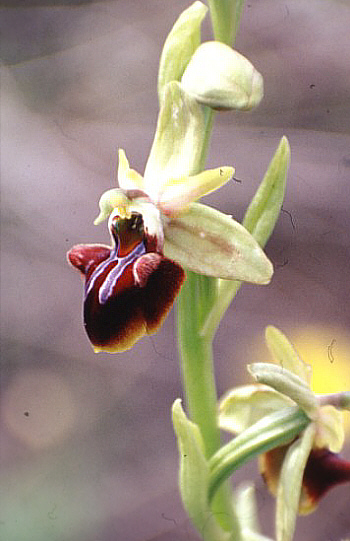 Ophrys alasiatica, Polis.