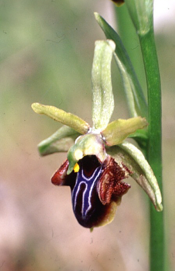 Ophrys alasiatica, Neo Chorio.