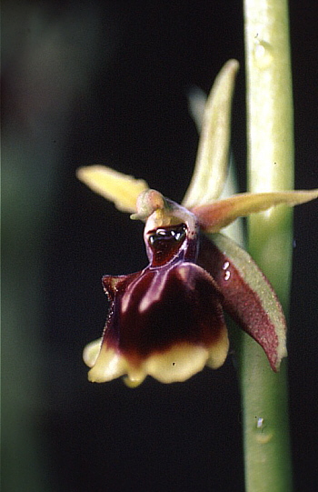 Ophrys alasiatica, Fasoula.