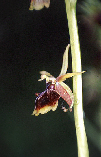 Ophrys alasiatica, Fasoula.