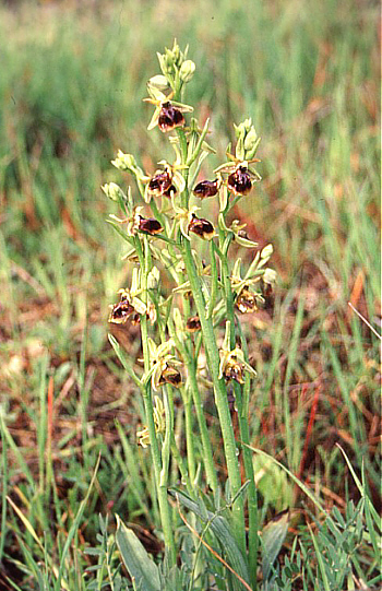 Ophrys alasiatica, Fasoula.