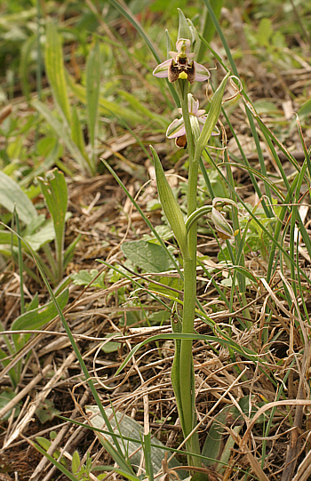 Ophrys annae, Ittiri.