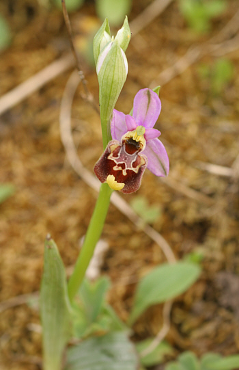 Ophrys annae, Ittiri.