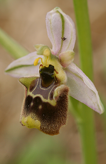 Ophrys annae, Ittiri.