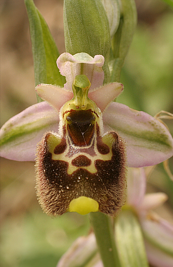 Ophrys annae, Ittiri.