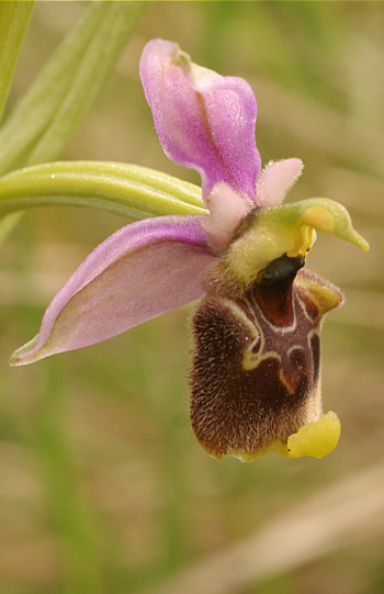 Ophrys annae, Ittiri.