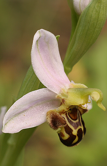 Ophrys apifera, Ponte su Crabiolu.