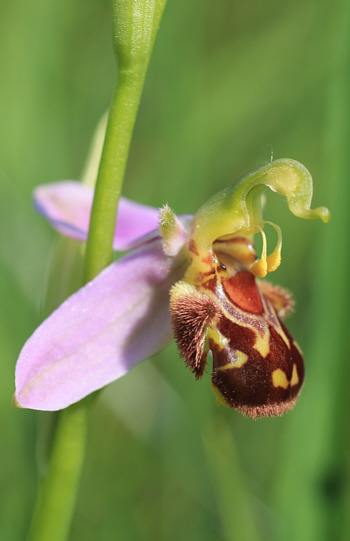 Ophrys apifera, Königsbrunn.