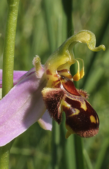 Ophrys apifera, Königsbrunn.