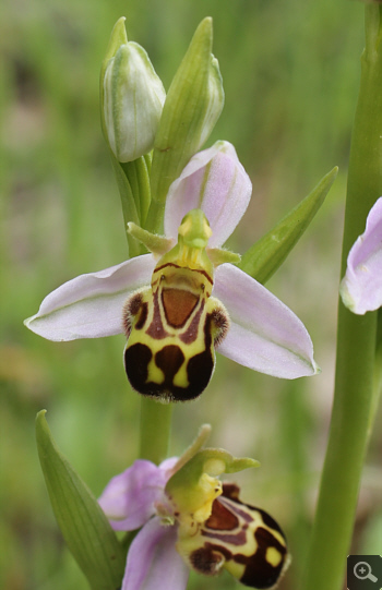 Ophrys apifera, Rionero Sannitico.