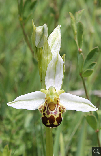 Ophrys apifera, Rionero Sannitico.