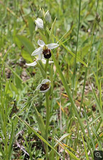 Ophrys apifera, Rionero Sannitico.