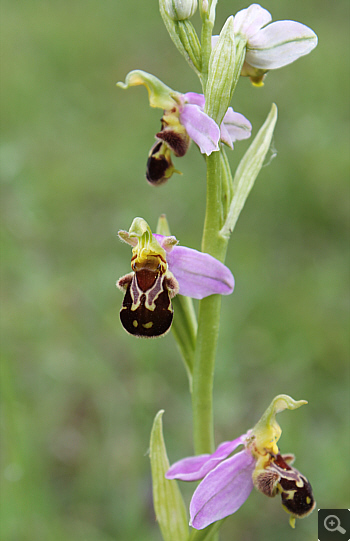 Ophrys apifera, district Heidenheim.