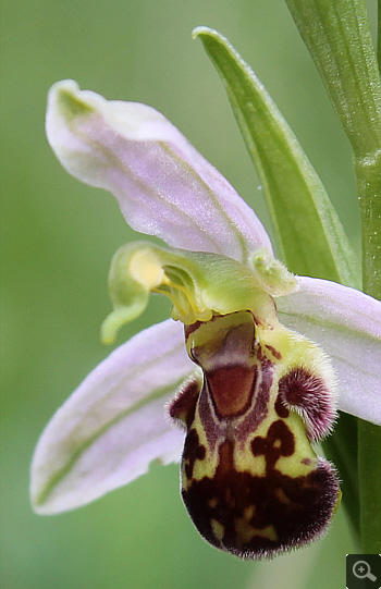 Ophrys apifera, district Heidenheim.