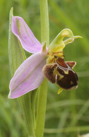 Ophrys apifera, Kappel.