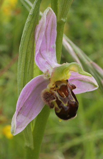 Ophrys apifera, Kappel.
