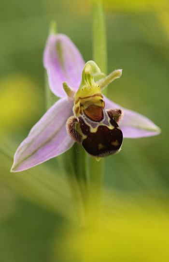 Ophrys apifera, Kappel.