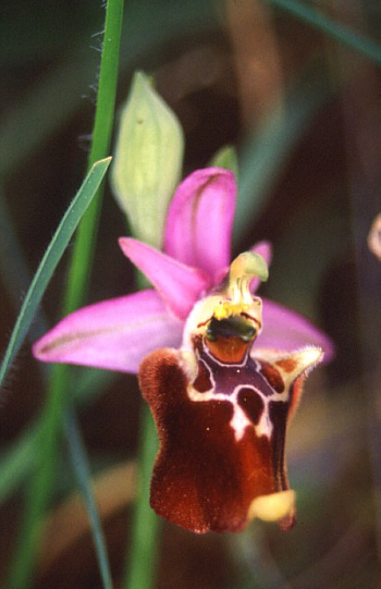 Ophrys apulica, Monte Gargano.