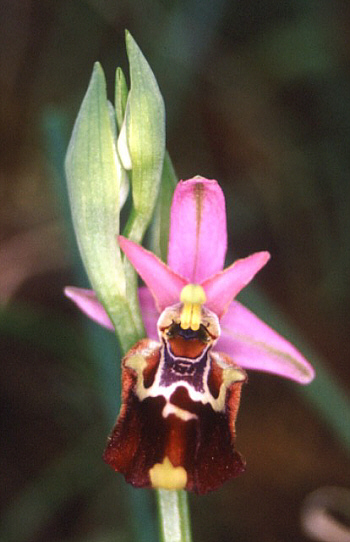 Ophrys apulica, Monte Gargano.