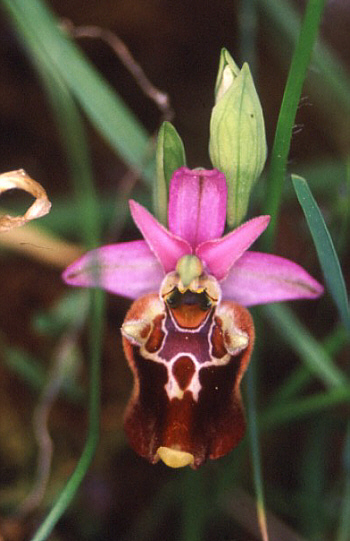 Ophrys apulica, Monte Gargano.