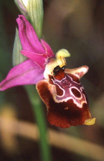 Ophrys apulica, Monte Gargano.