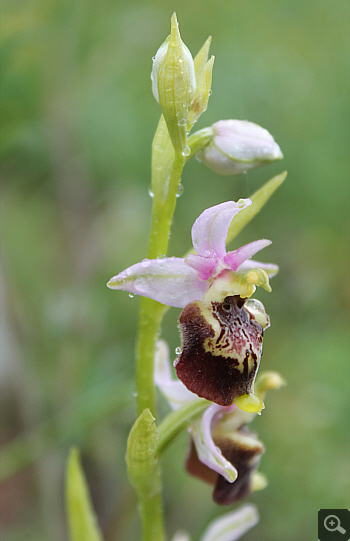 Ophrys apulica, Alfedena.