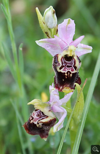 Ophrys apulica, Alfedena.