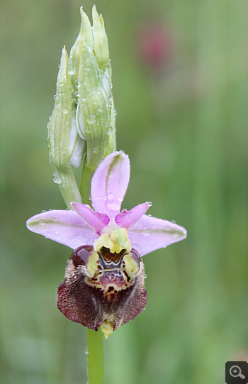 Ophrys apulica, Alfedena.