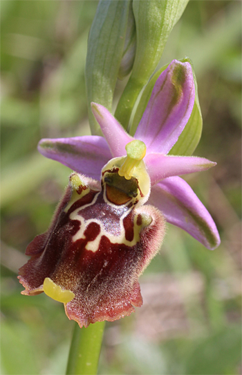 Ophrys apulica, San Lorenzo.