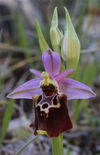 Ophrys apulica, Monte Sacro.