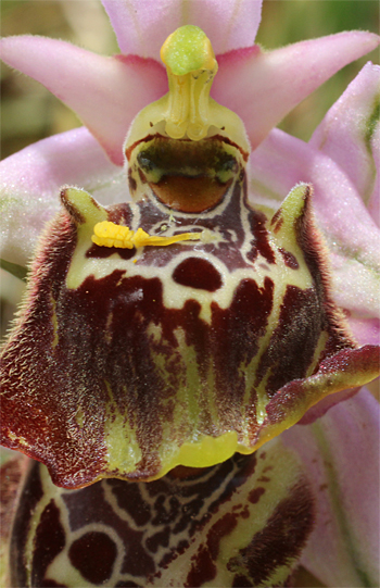 Ophrys apulica, Monte Sacro.