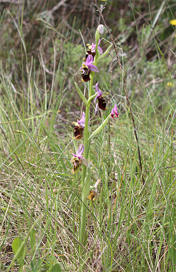 Ophrys apulica, Monte Sacro.