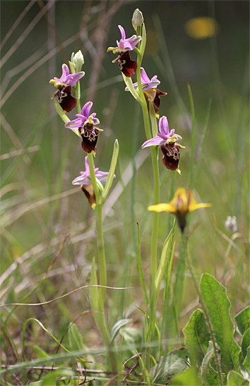 Ophrys apulica, Monte Sacro.