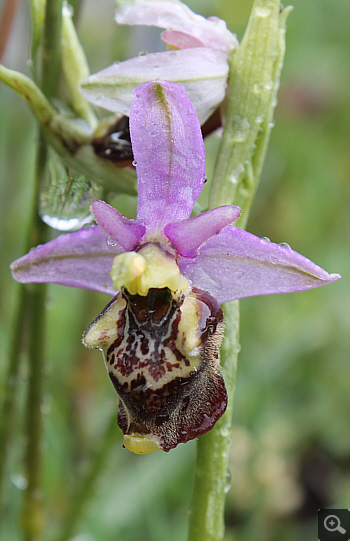 Ophrys apulica, Alfedena.