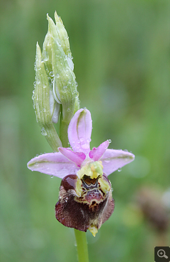 Ophrys apulica, Alfedena.