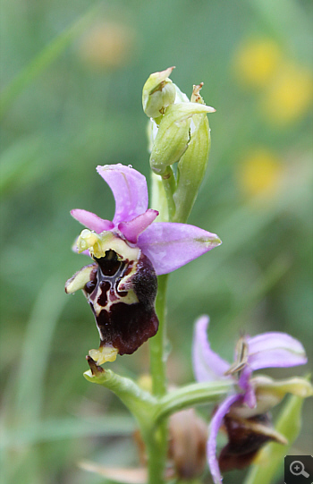 Ophrys apulica, Alfedena.